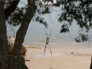 Spider