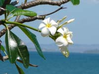 frangipani