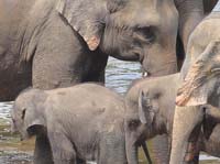 lanka_tour024